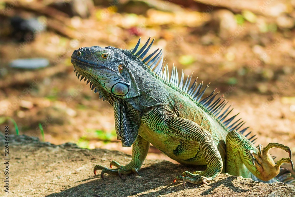 Obraz premium The watcher beast 