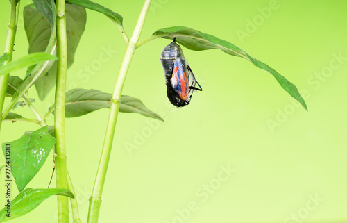 The moment when Monarch butterfly  (Danaus plexippus) leaves the cocoon. The butterfly pupa was riveted to the leaf of the plant - Asclepias curassavica. photo