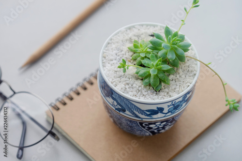 Close up Cactus in ceramic pot on table
