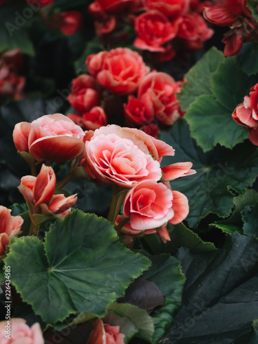 Numerous bright flowers of tuberous begonias (Begonia tuberhybrida) in garden