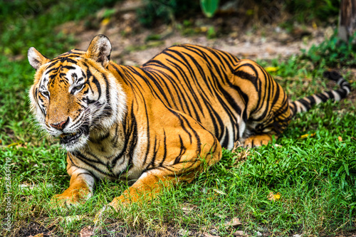 Bengal Tiger in forest