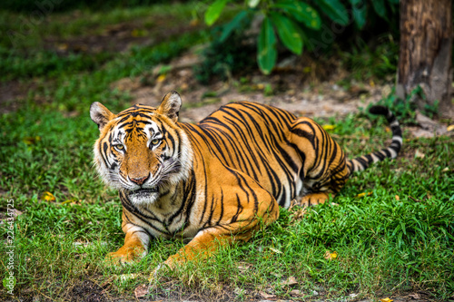 Bengal Tiger in forest