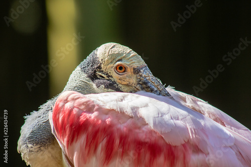 Roseate spoonbill photo