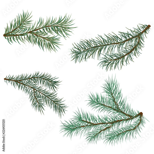 pine and spruce branches