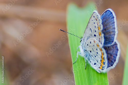 Endangered Karner Blue in Crex Meadows
