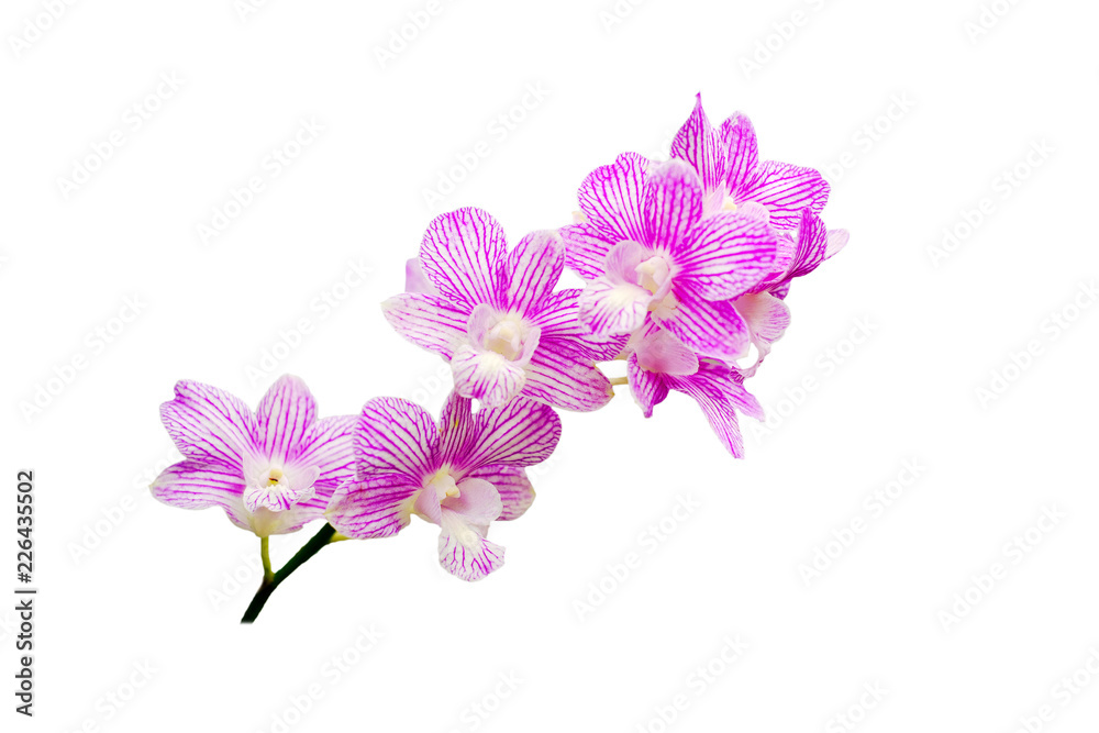 orchids flower isolated on white background