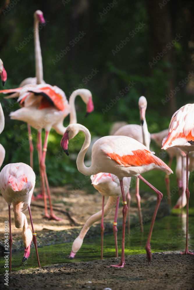 Flamingo bird day life with pond and trees in Dusit zoo, Bangkok. Flamingo bird day life with pond and trees in Dusit zoo, Bangkok.