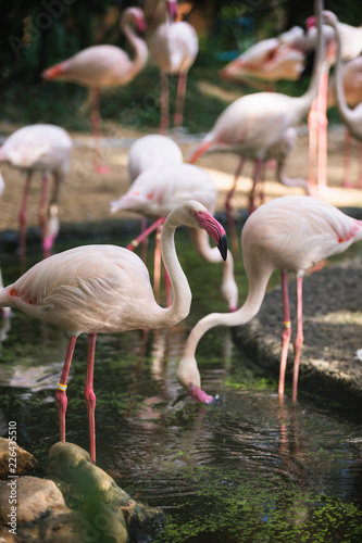 Flamingo bird day life with pond and trees in Dusit zoo, Bangkok.