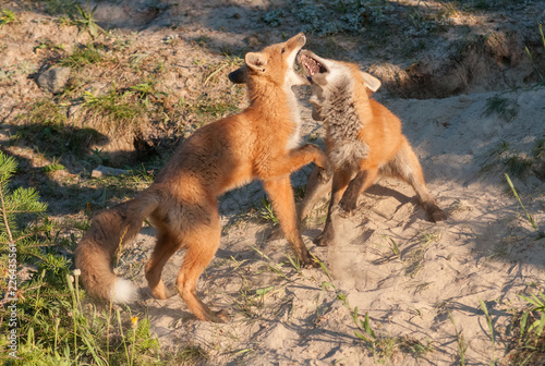 Red fox © Jillian