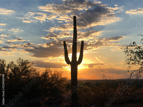 Sunset in Scottsdale, Arizona, Saguaro Cactus tree silhouetted bu glowing setting sun.