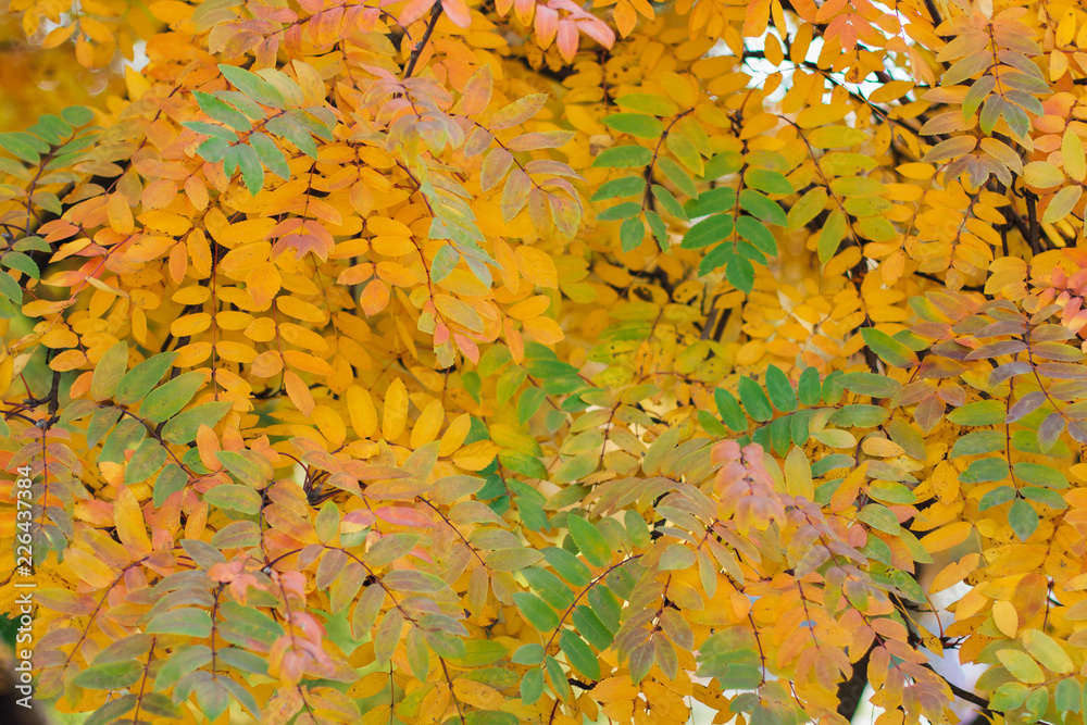Colorful autumn rowan leaves on the tree Colorful autumn rowan leaves on the tree