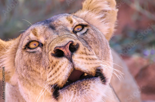 Kalahari lioness threatens photographer that it is time to leave