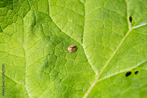 Tortoise beetle, Shield beetle (Cassida vibex or Cassida denticollis), sitting on a leaf photo