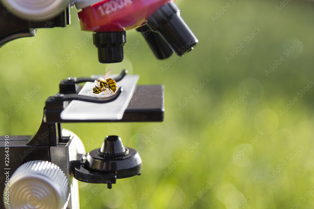 a microscope stands on a green background and on the glass lies a bee wasp insec a microscope stands on a green background and on the glass lies a bee wasp insec