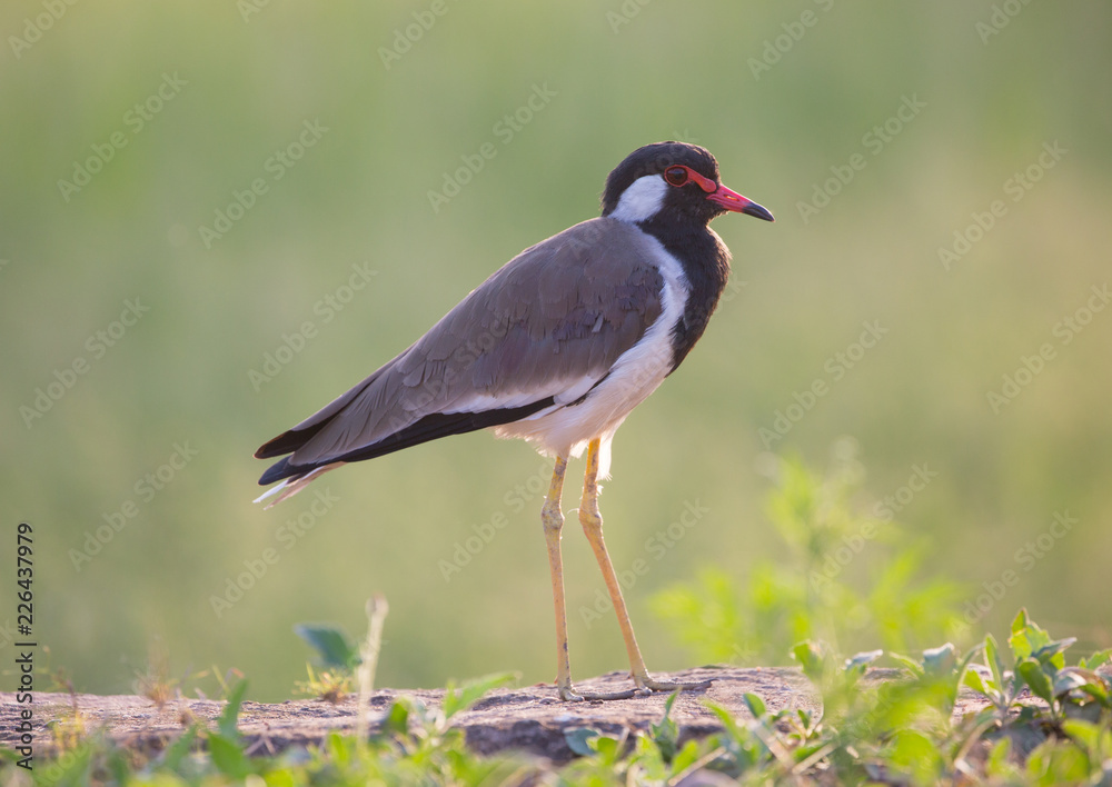 Fototapeta premium Rotlappenkiebitz in Indien