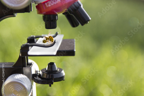 a microscope stands on a green background and on the glass lies a bee wasp insec photo