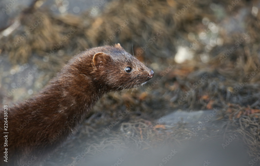 Obraz premium A wild Mink (Neovison vison) hunting in the rock pools on the beach for food in Scotland, UK.
