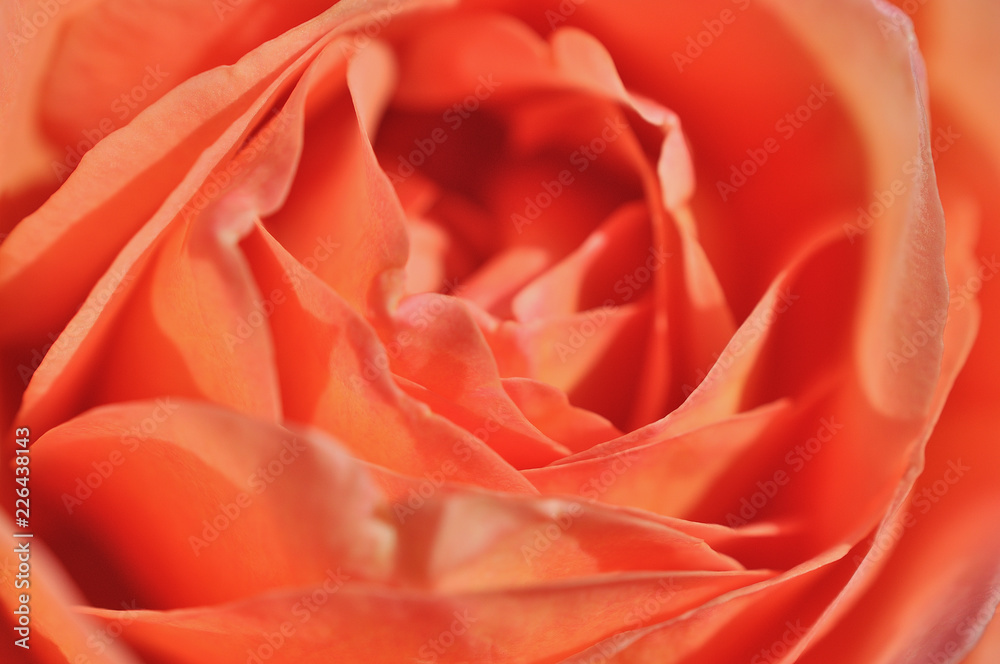 pink rose macro pink rose macro