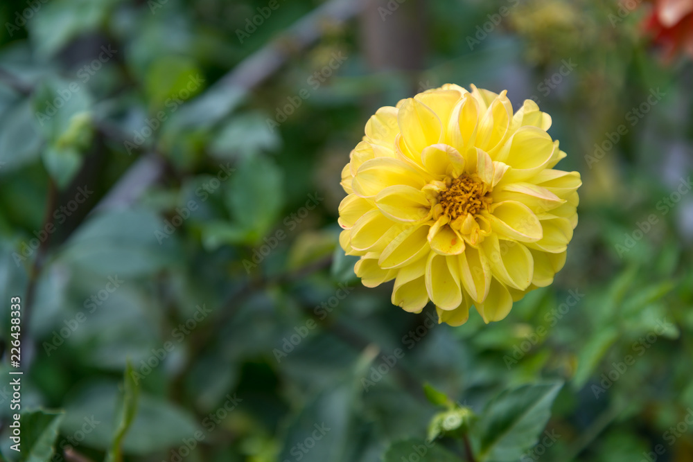 A yellow dahlia glow in the autumn sun A yellow dahlia glow in the autumn sun