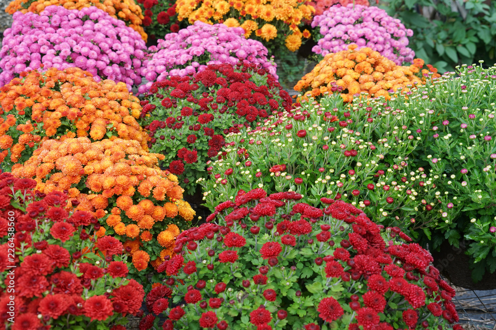 Fototapeta kolorowe kwiaty chryzantemy na świeżym powietrzu w sezonie jesiennym