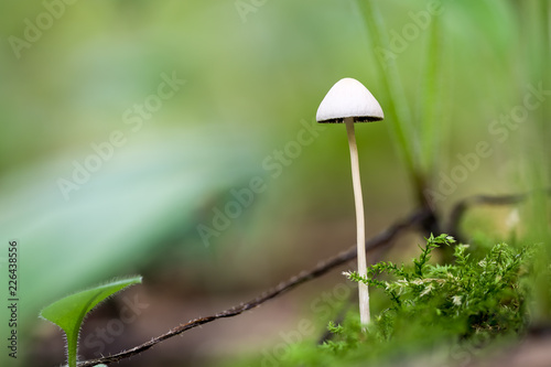 mushroom is the forest