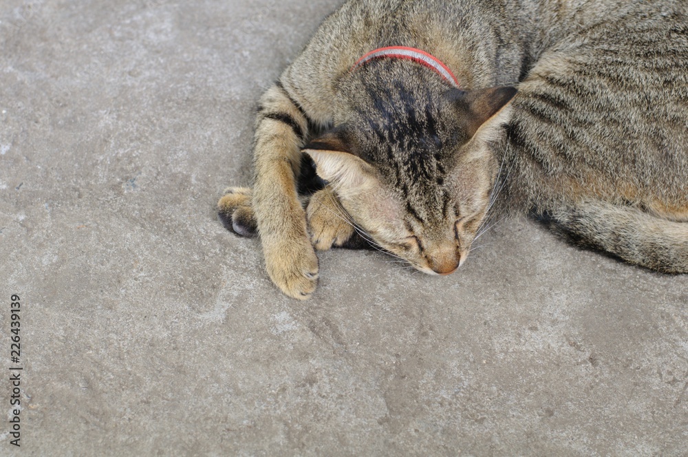 Domestic cat relaxing and sleeping on the floor.