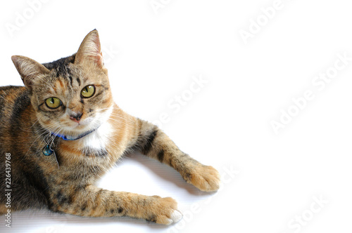 Adorable brown color domestic cat staring at camera with dark shadow isolated on white background.