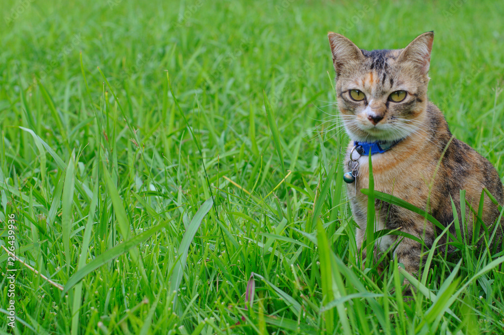 Adorable brown color domestic cat staring at camera when sitting on the green grass at backyard.