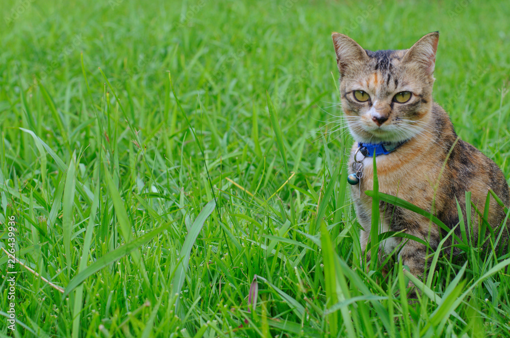 Fototapeta premium Adorable brown color domestic cat staring at camera when sitting on the green grass at backyard.