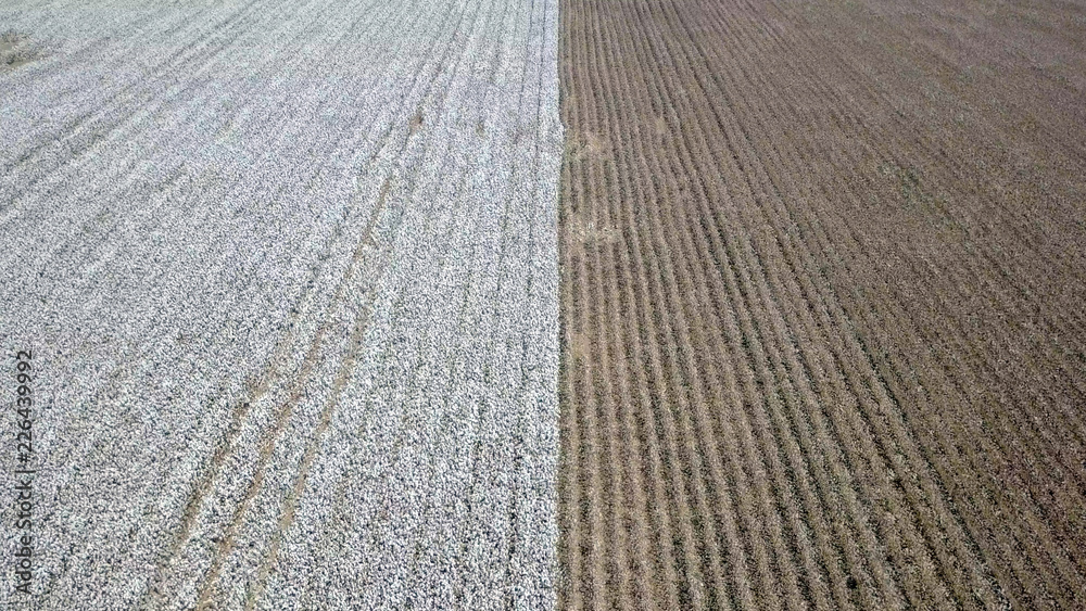 Fototapeta premium Aerial image of a vast Cotton field showing both pre and post harvest parts of the field.