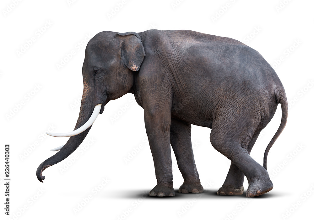 Asian elephant isolated