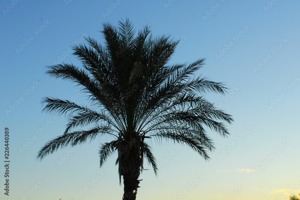 Palm tree and sunset sky, Mediterranean coast