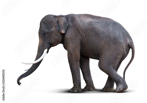 Asian elephant isolated © fotoslaz