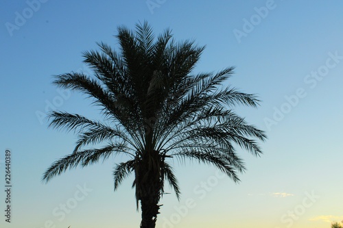 Palm tree and sunset sky, Mediterranean coast