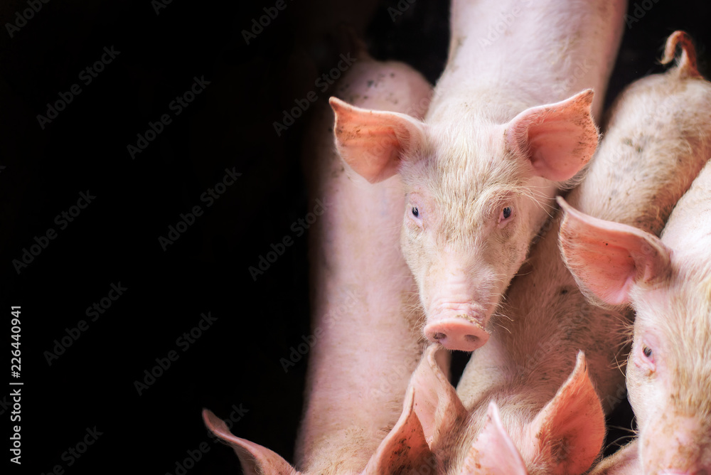 pigs at the farm. Meat industry. Pig farming to meet the growing demand for meat in thailand and international. pigs at the farm. Meat industry. Pig farming to meet the growing demand for meat in thailand and international.