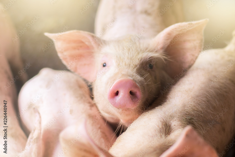 Focus is on nose. Shallow depth of field. pigs at the farm. Meat industry Focus is on nose. Shallow depth of field. pigs at the farm. Meat industry