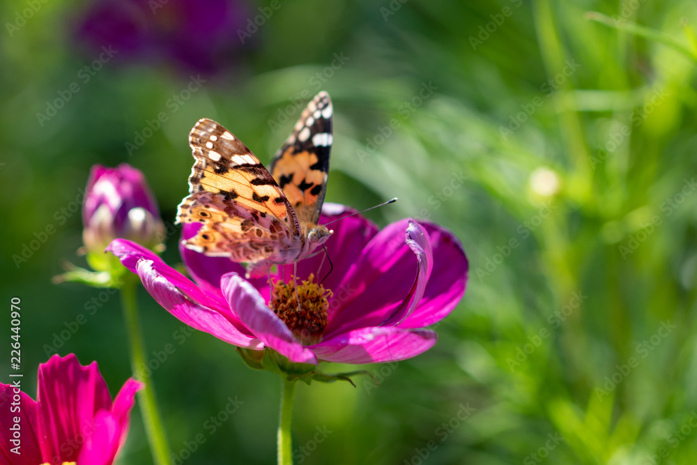 Red cosmos and butterfly (high brown fritillary), Funabashi-city, Chiba prefecture, Japan Red cosmos and butterfly (high brown fritillary), Funabashi-city, Chiba prefecture, Japan