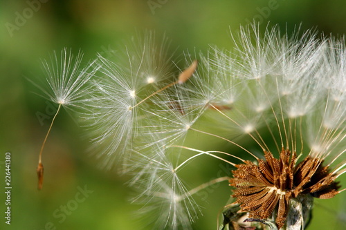 Dandelion seeds flying in the wind