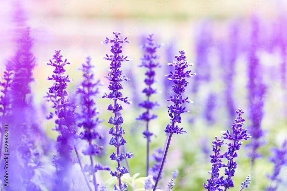 Naklejka premium Amazing nature view of purple flowers blooming in garden,purple flowers of lavender