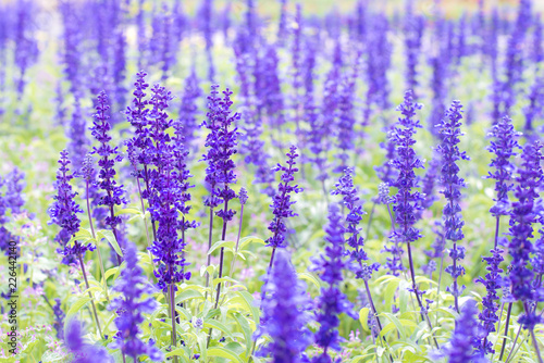 Amazing nature view of purple flowers blooming in garden,purple flowers of lavender