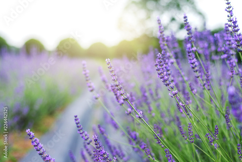 Fototapeta Naklejka Na Ścianę i Meble -  Lavender in a flower garden in spring field at Japan.