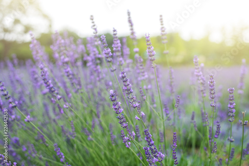 Lavender in a flower garden in spring field at Japan.