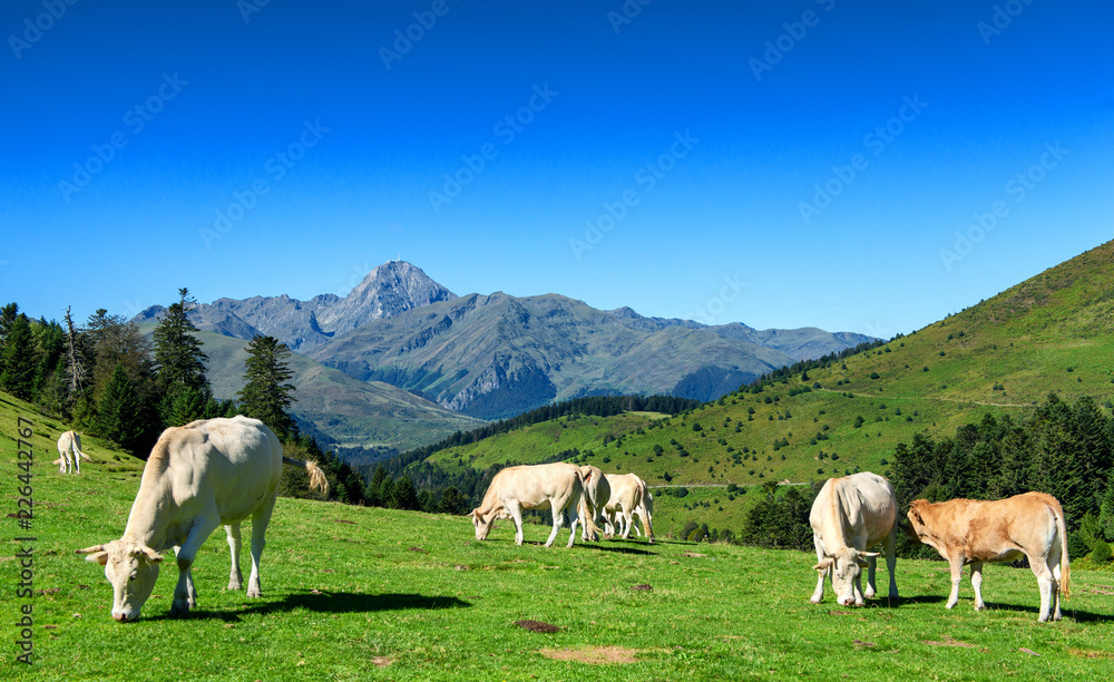 Cows grazing in pastures of the Pyrenees, Pic du Midi on background