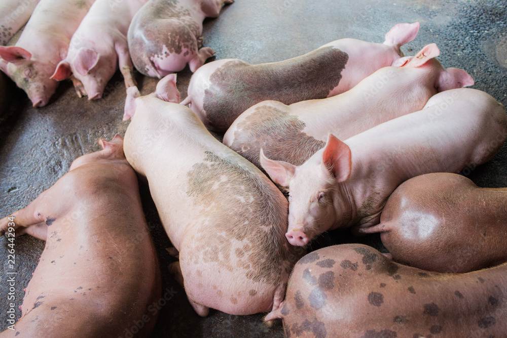 Pigs sleep on day,  piglet in the farm,swine at the farm of thailand.