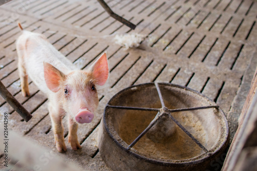 Small sick pig at the farm,swine in the stall. Meat industry.