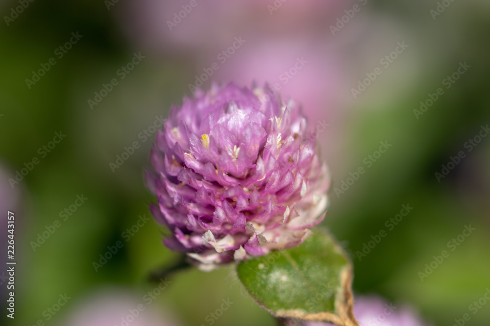 Red clover blooming in a park in Funabashi City, Chiba Prefecture, Japan Red clover blooming in a park in Funabashi City, Chiba Prefecture, Japan