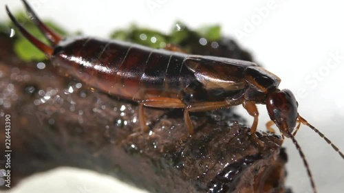 earwig beetle moves macro photo