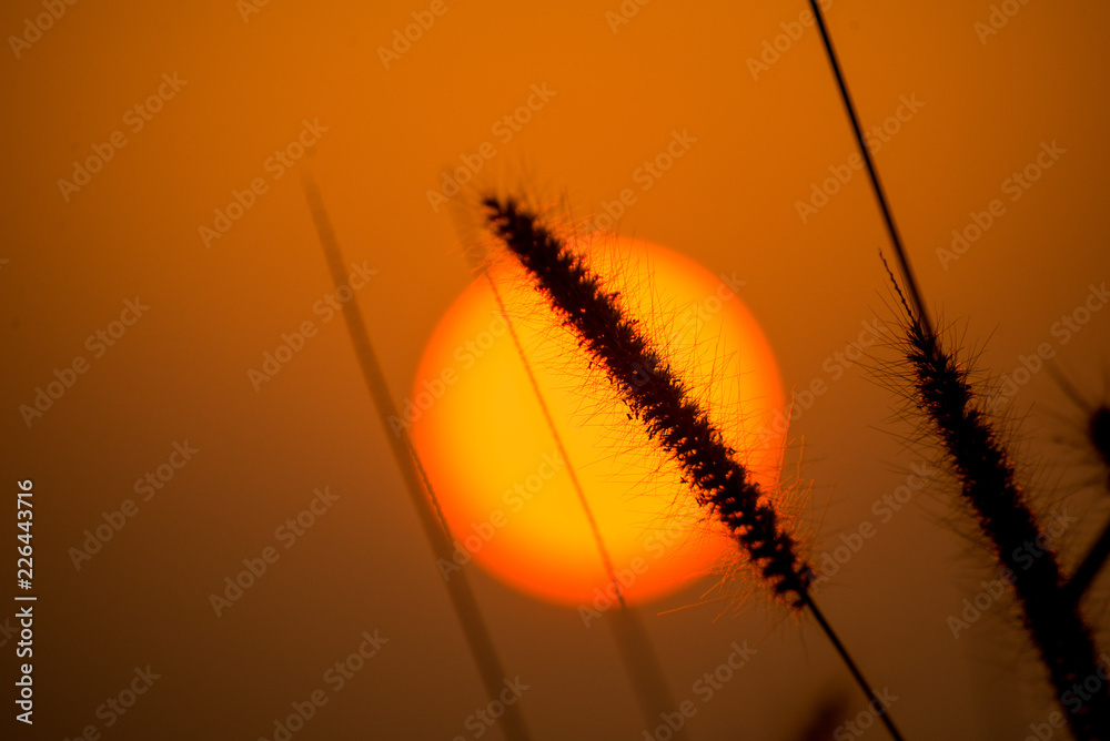 grass flower with sunset background. grass flower with sunset background.
