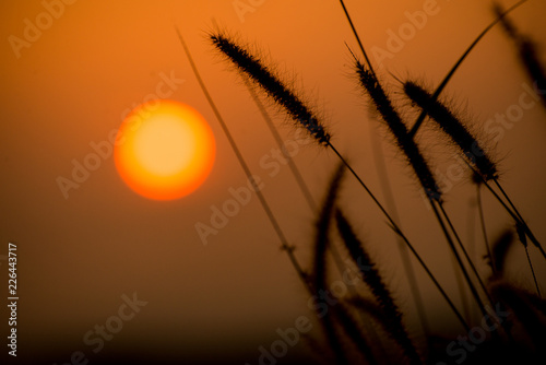 grass flower with sunset background.