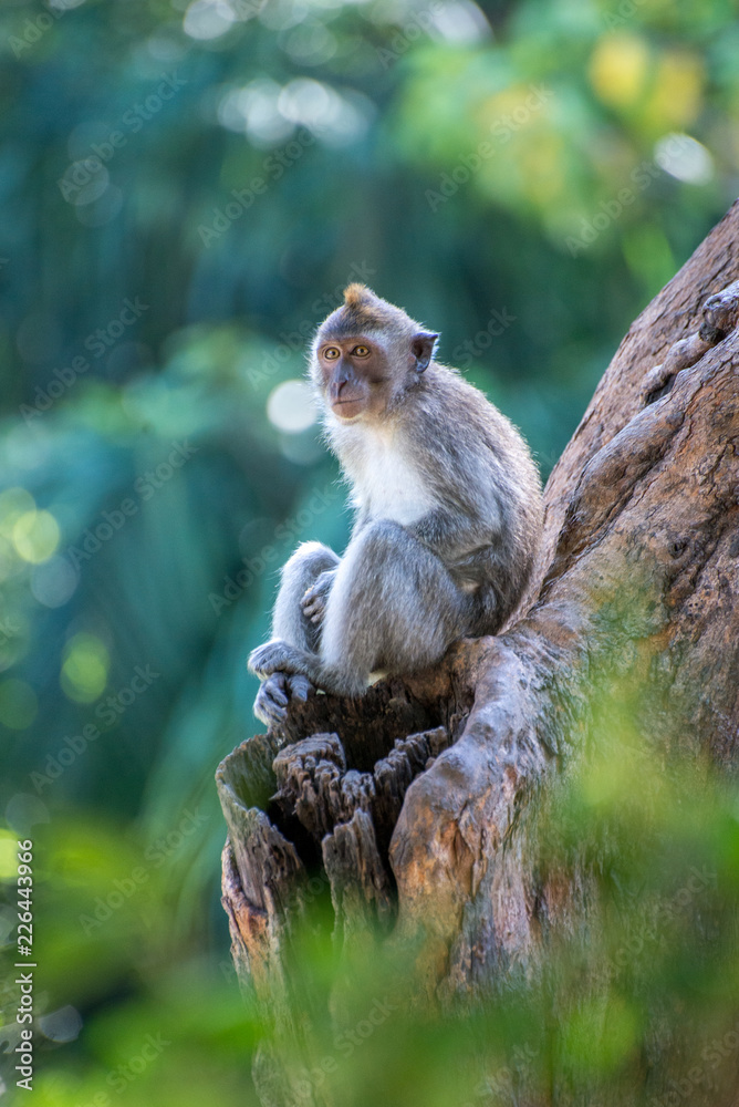 Monkey at Tang Kuan Hill, Songkhla, Thailand.